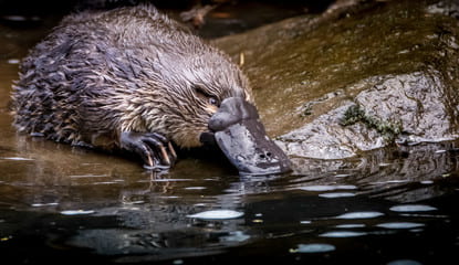 Front view of platypus drinking water from a creek.