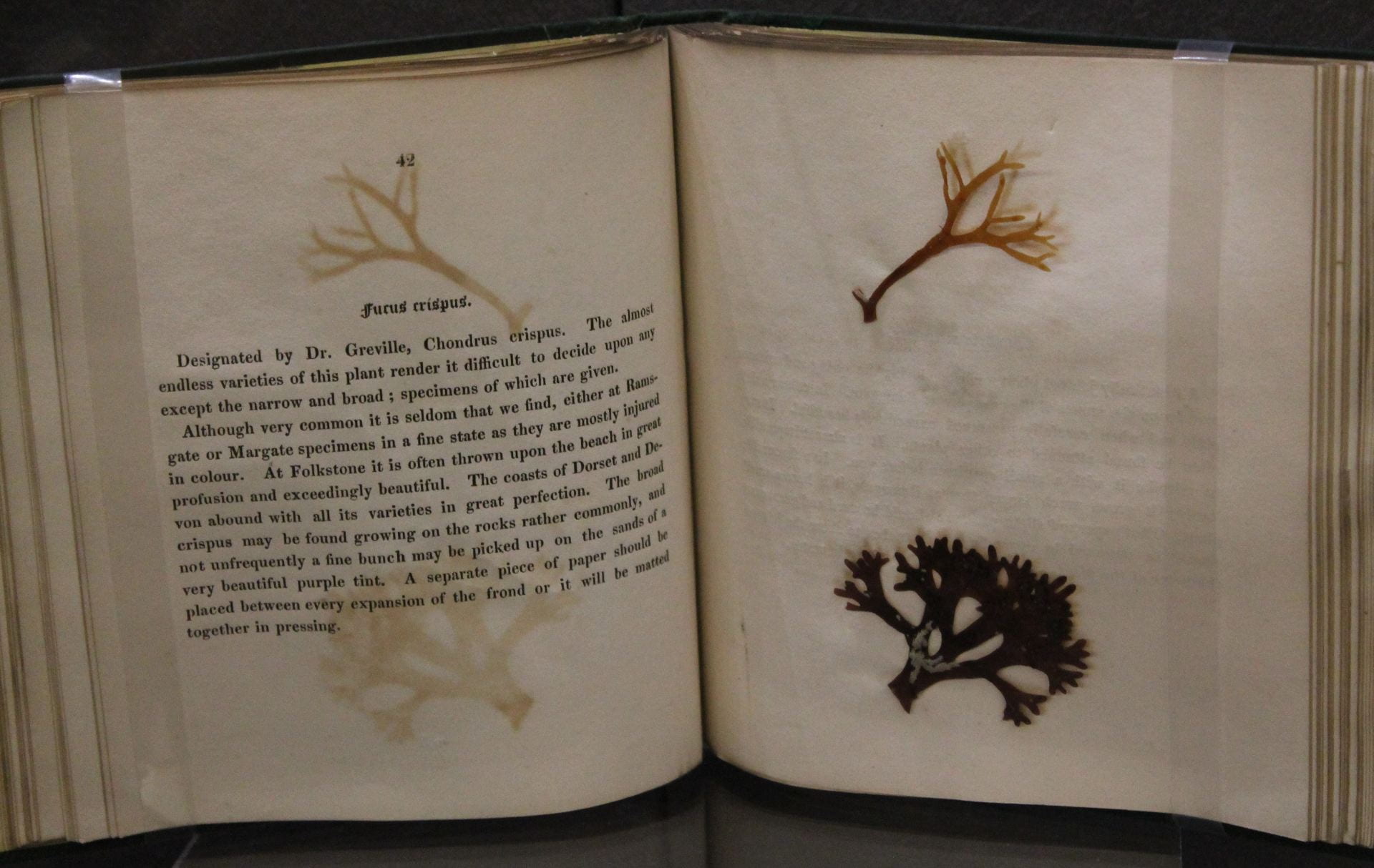 A picture of an open book with two specimens of seaweed pasted onto the right-hand page and a description of the seaweed on the left.