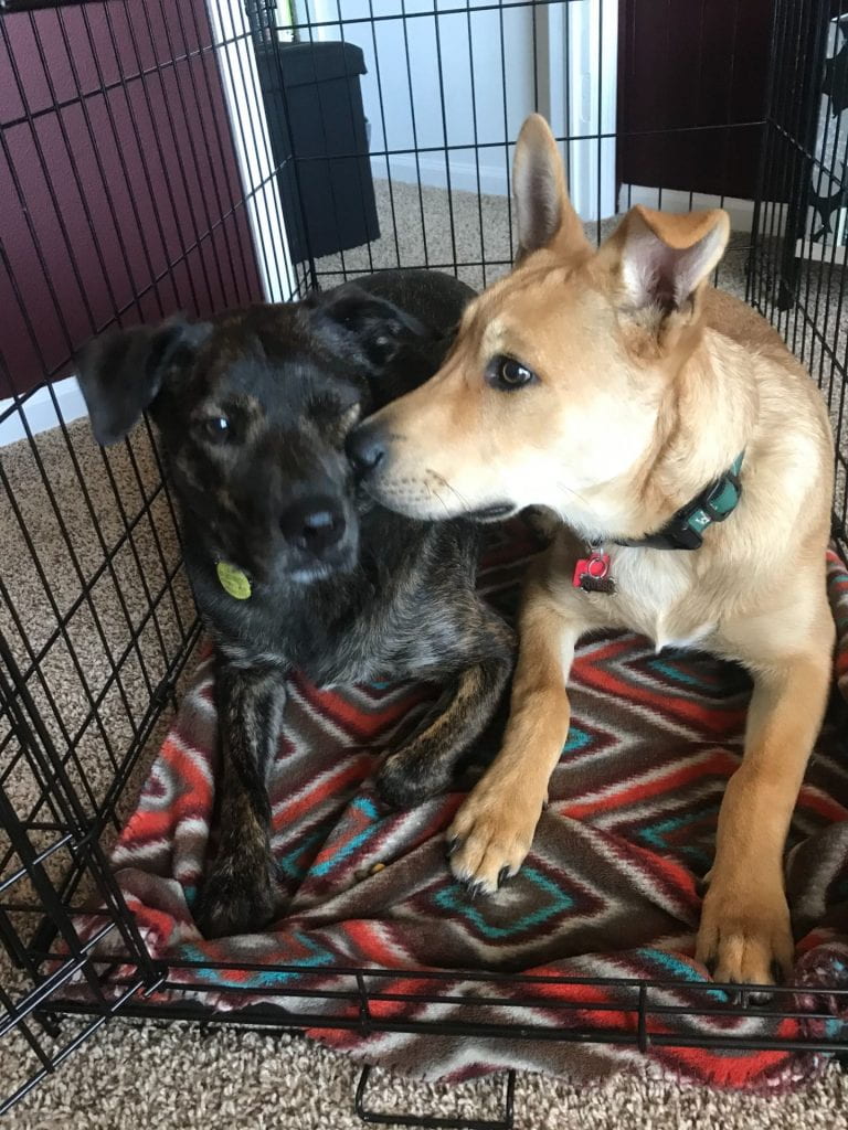 Two dogs are practicing their down stay commands together in a large kennel with the door open. Taco (2 years old), a medium-sized shepherd mix with a brindle coat is on the left, while Queso (6 months old), a medium-sized shepherd retriever mix with a blonde coat, lays on the right.