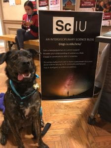 ScIU's unofficial mascot, Taco (a medium-sized brindle coated sheperd mix) sits patiently next to ScIU's welcome table at IU's 2019 Science Fest.