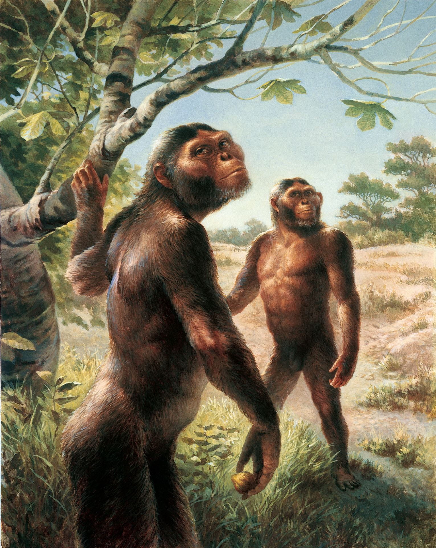 [An artist’s rendering of two Australopithecus afarensis. They are both standing upright and are partially covered in black hair all over their bodies. One is grabbing a low tree branch.]