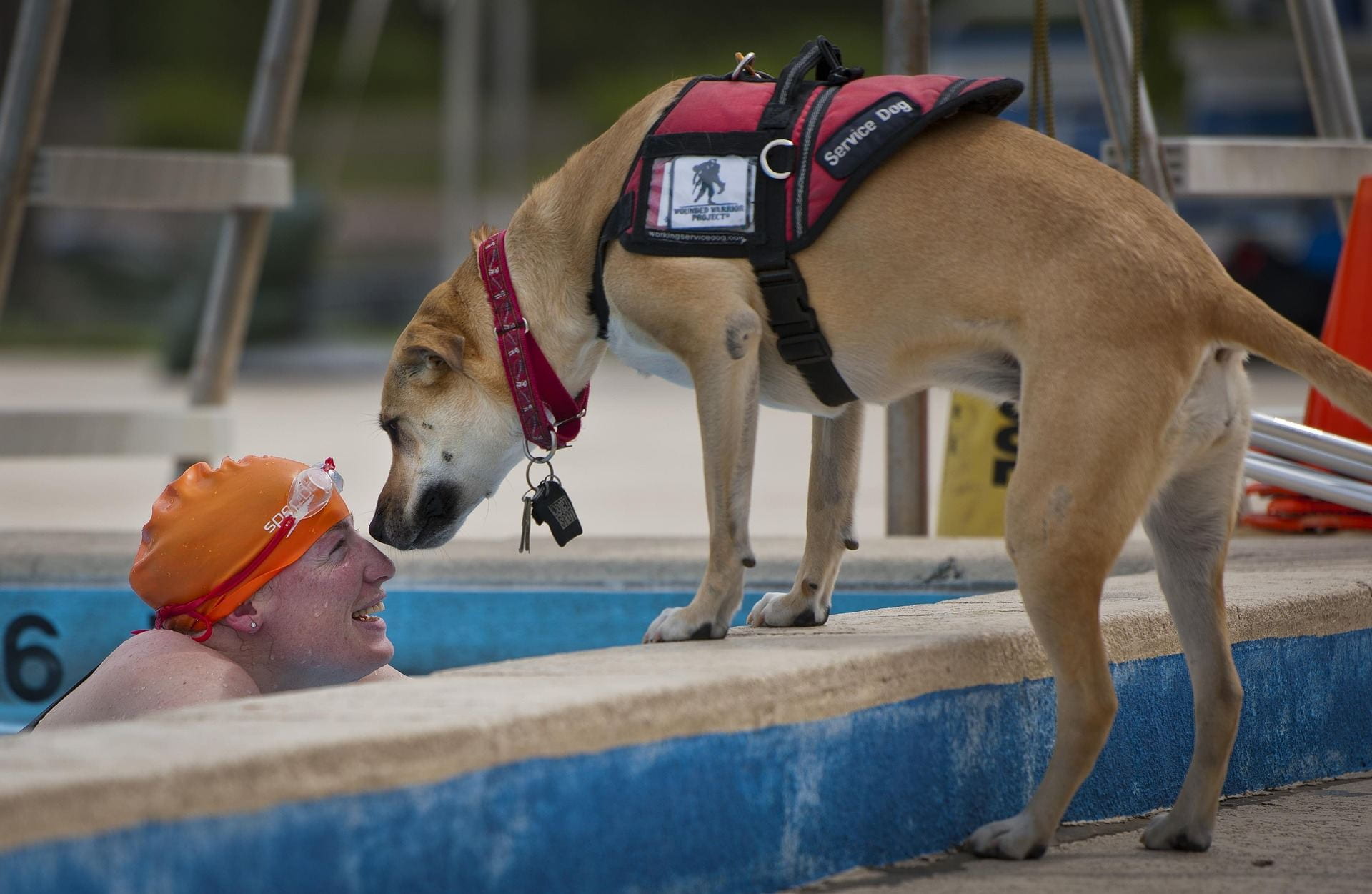 A service dog, with yellow lab features, stands at the side of a pool with it's harness on while sniffing the forehead of it's handler who is in the pool. 