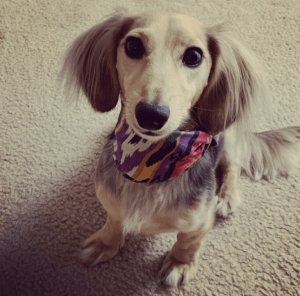 Pictured is Zoey Weaver, Dr. Weaver's dog, sitting facing the camera wearing a bright multi-colored bandana