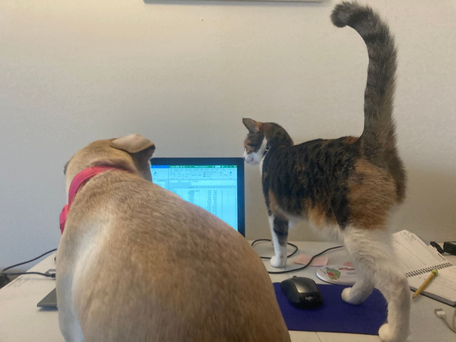 An inquisitive dog and cat get in the way of a computer screen on a work desk.