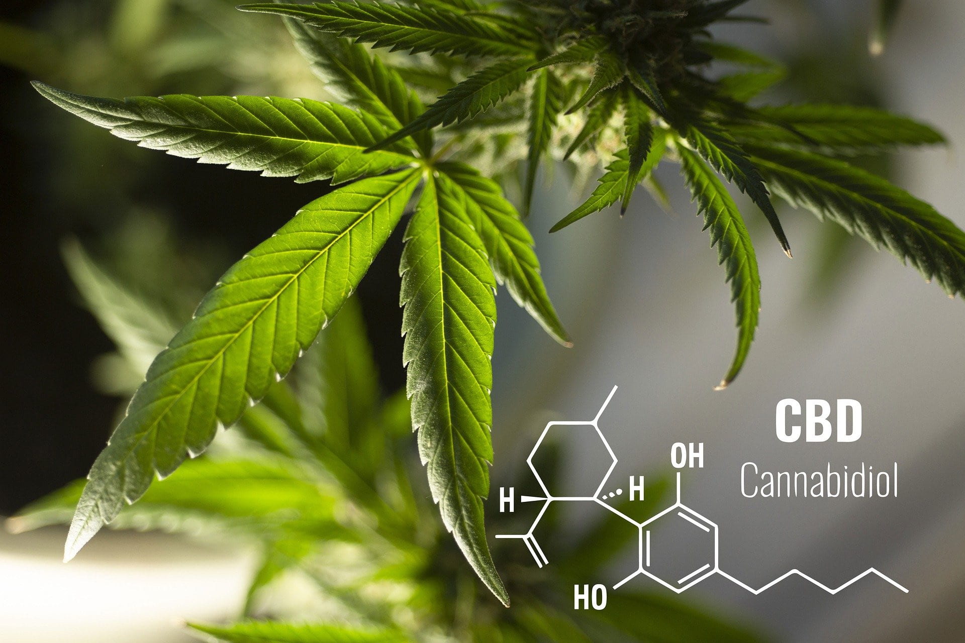 An image showcasing the leaves of the Cannabis plant and also the chemical structure of one of its compounds CBD.