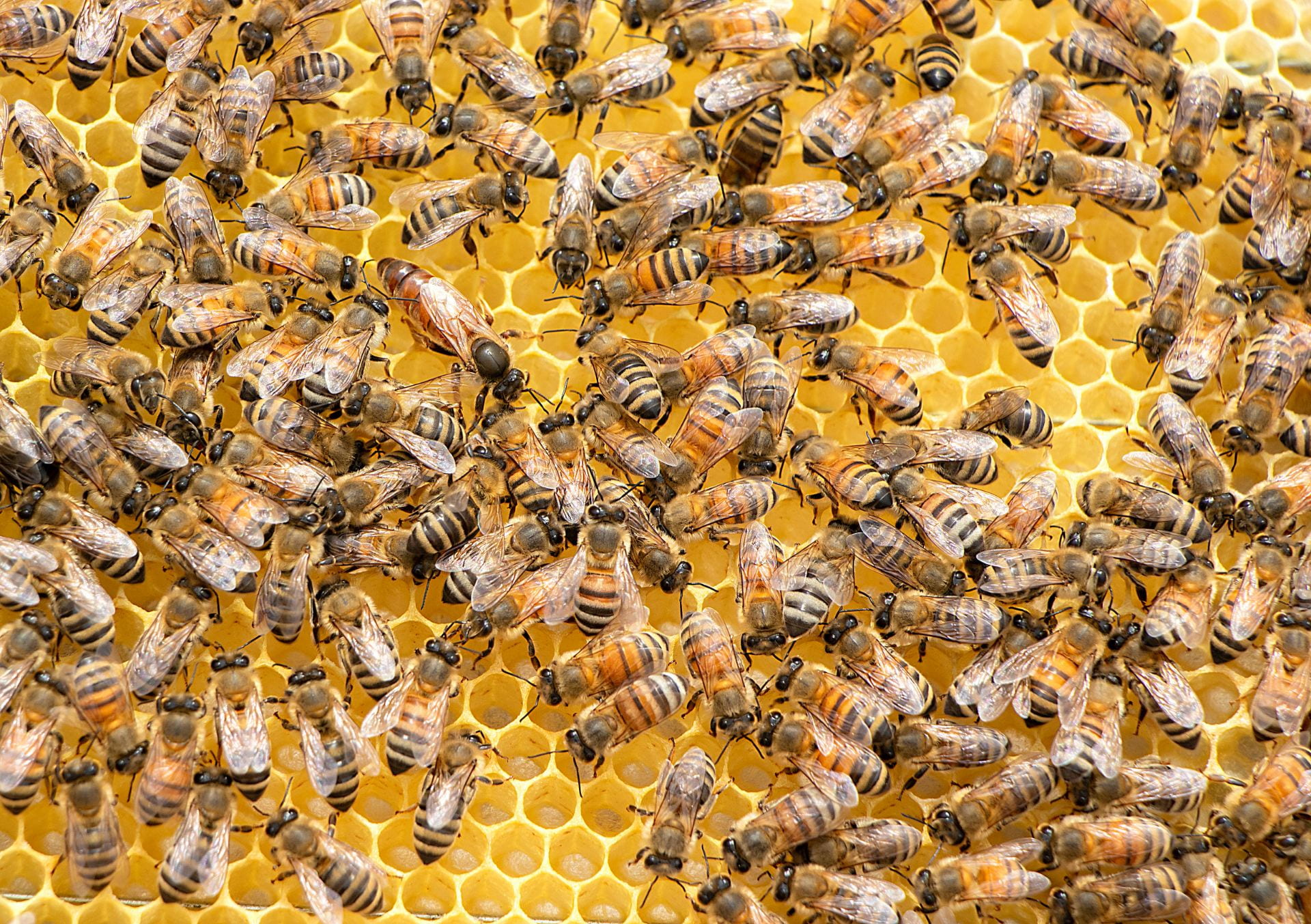 a photograph of a swarm of bees sitting on golden honeycomb. There are many bustling workers surrounding a significantly larger queen bee.