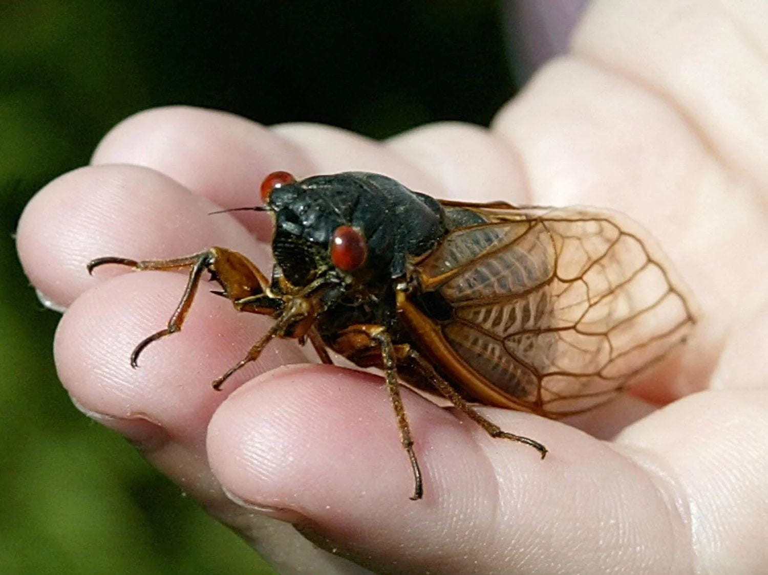 A picture of someone holding a cicada in their hand. 