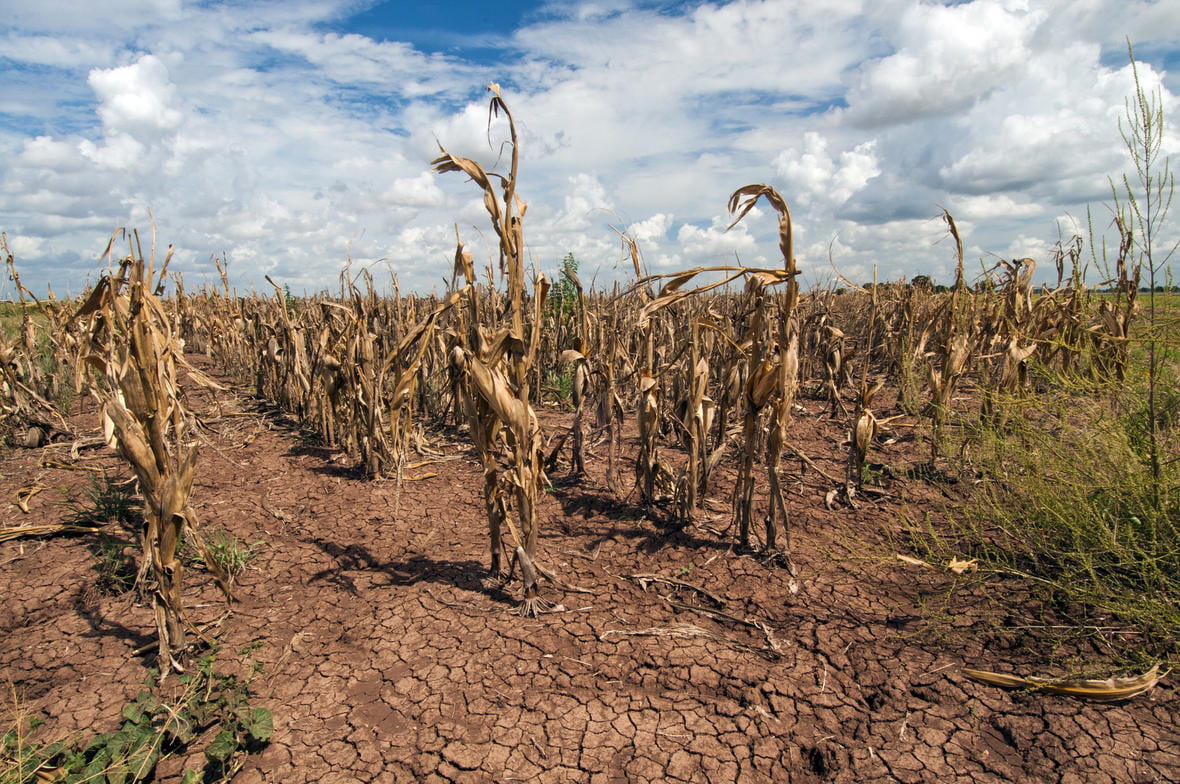 A corn field during a drought with dry, cracked soil.