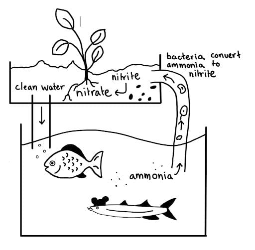 Cartoons of two fish in a tank with an arrow pointing out of the tank labeled ammonia. This arrow flows into a tube that connects to a bed for plants. In the tube, bacteria convert ammonia to nitrite. An arrow shows the conversion of nitrite to nitrate and the uptake of nitrate by plants. The clean water then returns to the fish tank.