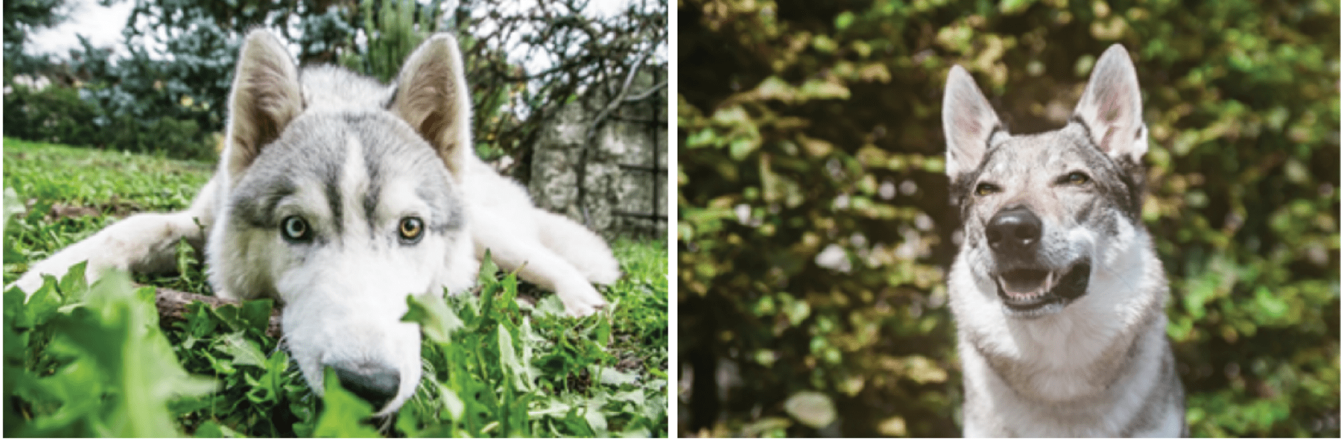 Two pictures side by side of similar looking animals. On the left is a Siberian husky laying on its stomach in the grass and staring at the camera. On the right is a Czechoslovakian wolfdog (hybrid) looking off camera, its chest is partially visible, and the background is blurred foliage.