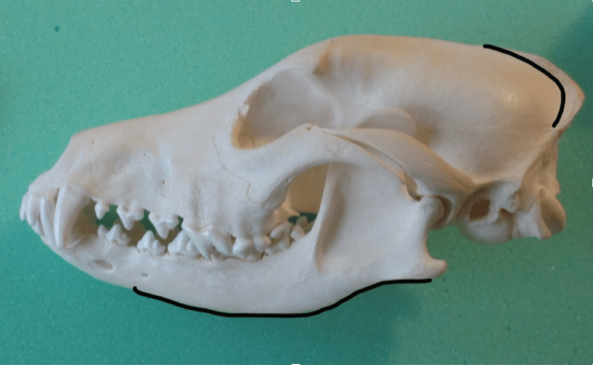 Dog skull facing left on a green background. The bottom edge of the jaw and top of the back of the skull are outlined.