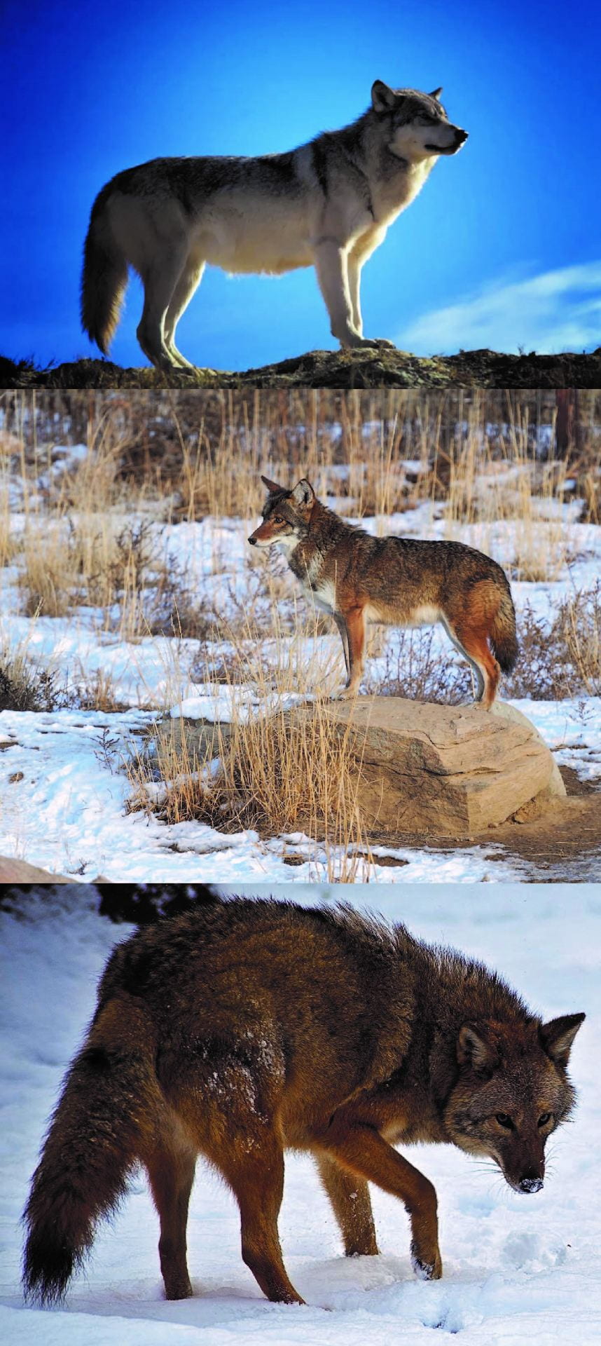 The top picture is a grey and white wolf standing on a rock against a deep blue sky. The second picture is a smaller, reddish coyote standing on a rock in a snowy field. The third picture is a reddish-brown coywolf walking on snow. This coywolf picture is the same as the feature image of this article. Wikimedia Commons (CC-BY-3.0)