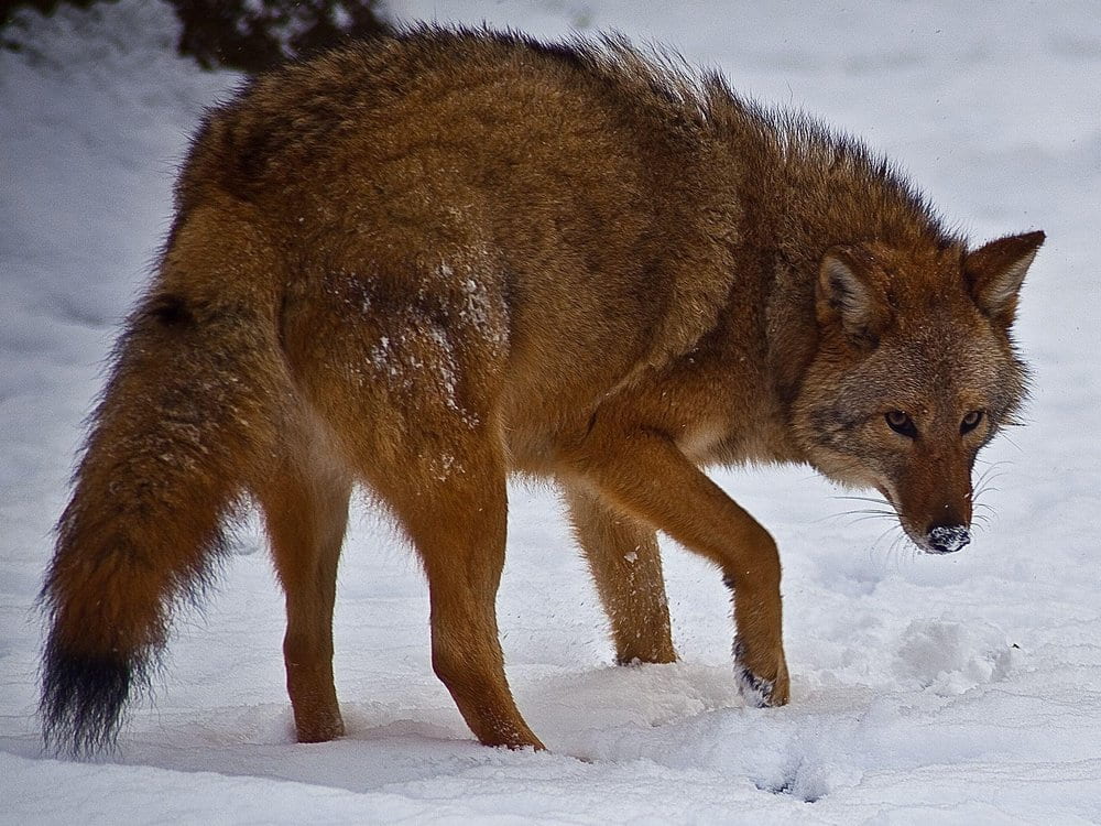 [Reddish brown coywolf in the snow. It has partially turned to face the camera.]
