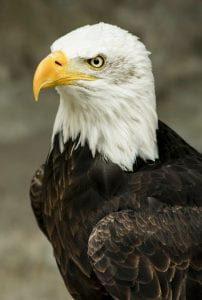 The head and chest of a bald eagle.