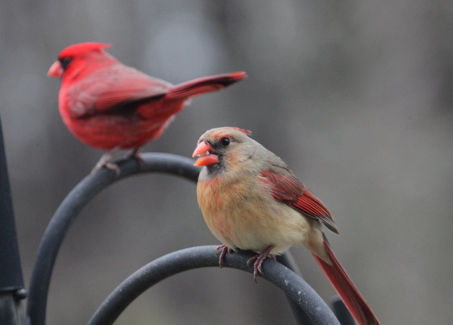 [Two round cardinals grip onto two iron bars.]