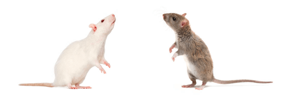 A white rat and black rat facing each other, peering inquisitively. 