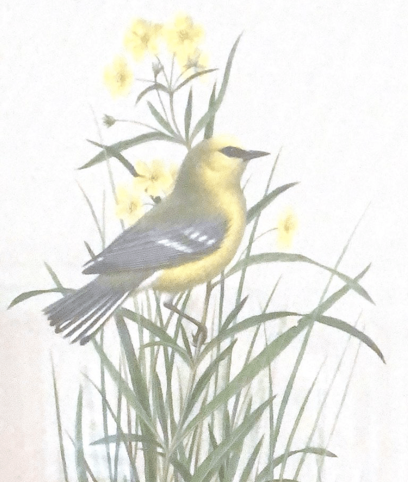 A yellow and blue bird sits atop tall green grass with yellow flowers.