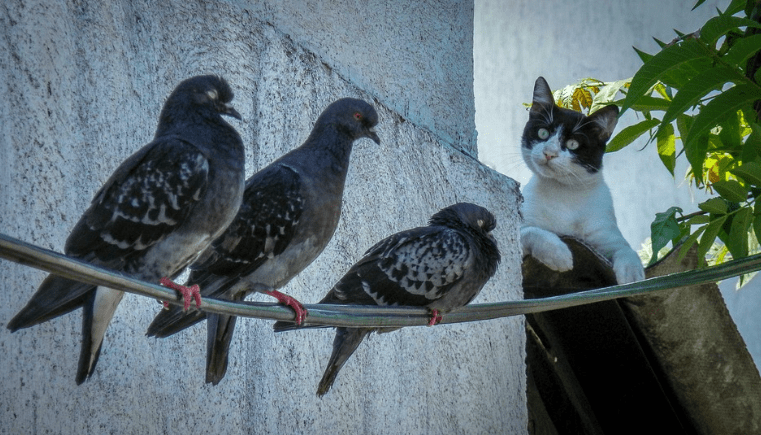 [A black and white cat perched on a rock wall watches three pigeons sitting on a vine.]