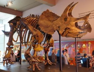 Mounted statue of a Triceratops fossil at a museum. People can be seen in the background looking at a wall of fossils. 