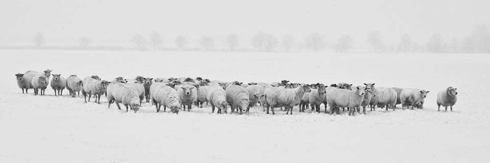 A black and white photo of a herd of sheep (over thirty sheep) stands on snow. Trees are seen faintly in the background. 