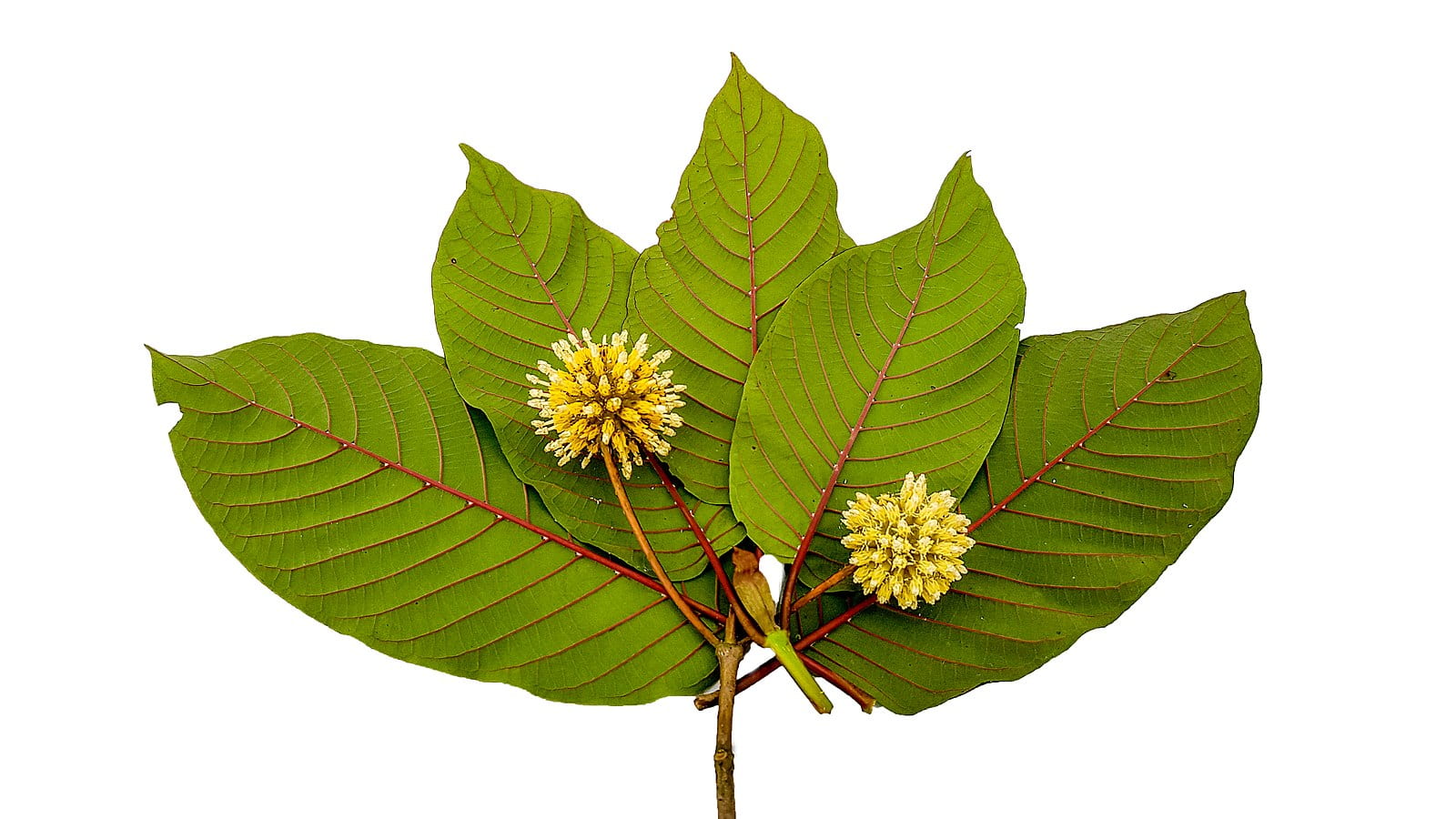 [Image showing the large, broad, green leaves of the mitragyna speciosa (kratom) plant.]