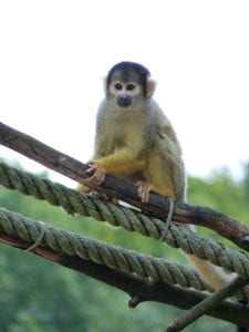 A squirrel monkey (blonde hair on it's belly and extremities, and progressively darker gray hair fading as it goes up towards its head) sits atop a faux branch and rope construction in it's exhibit space.