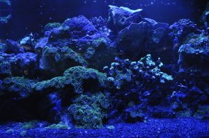 A coral reef aquarium with a blue light tint takes up the entire frame.