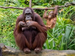 A mother orangutan sits in the foreground eating a piece of fruit, while her young offspring swings on a branch behind her.