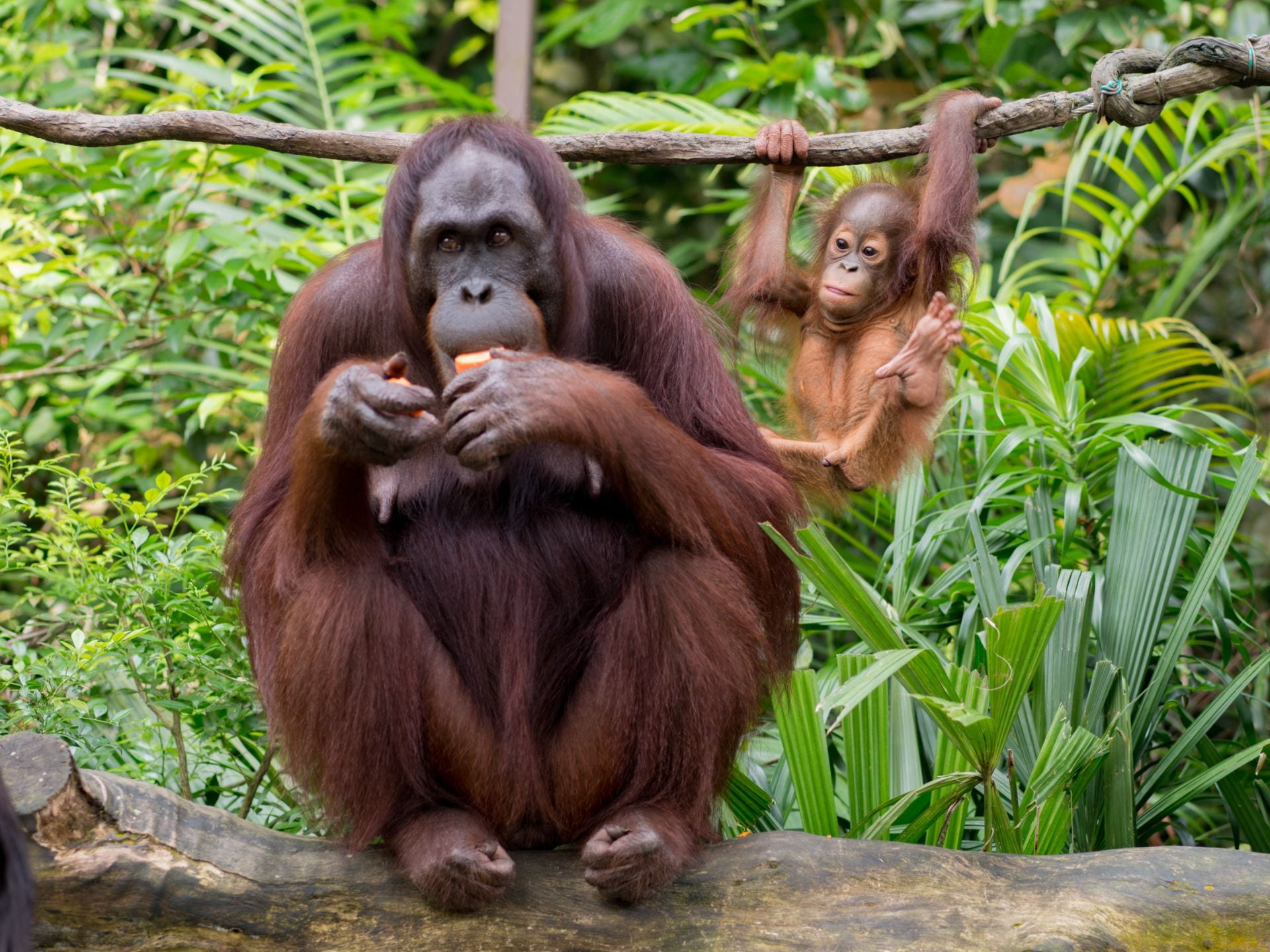 [A mother orangutan sits in the foreground eating a piece of fruit, while her young offspring swings on a branch behind her.]