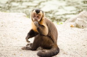 A capuchin monkey sitting down on the ground while munching on some food