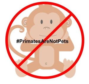 A cartoon image of a monkey with a red circle and a line through it on top of the monkey with the words #PrimatesAreNotPets written in the middle of the image