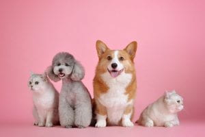 image of two small dogs and two cats sitting next to each other on a pink background