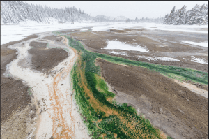 An image of the Norris Geyser Basin Thermophile Streams at Yellowstone National Park. The stream is green with streaks of yellow and orange. There is a snowy forest in the background.