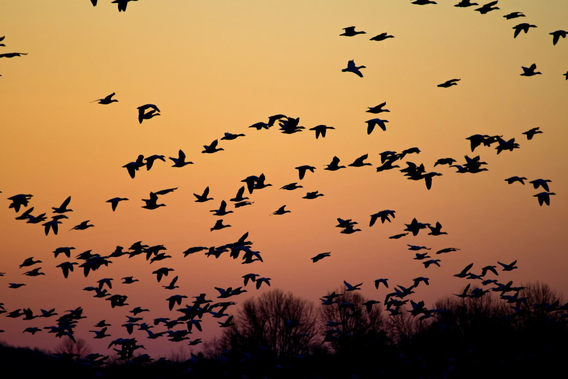 Image of mass group of birds flying through the sunset sky