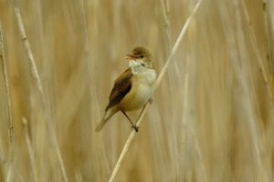 Reed warbler sitting on reeds 