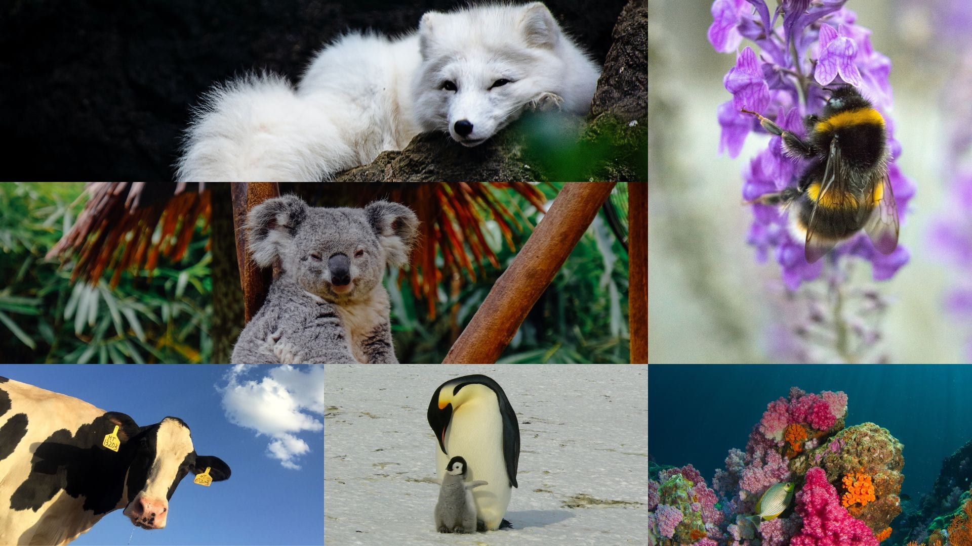 [A collage of endangered animals affected by climate change. In clockwise direction: an Arctic fox (©Teresa on Unsplash), a bumblebee (©Stacie Clark on Unsplash), coral reefs (©Milos Prelevic on Unsplash), an emperor penguin and its baby (©Memorycatcher on Pixabay), a cow (©Ryan Song on Unsplash), and a koala (©Ellicia on Unsplash). Collage by Hayeon Byun).