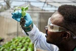 Young worker in a white lab coat examines a plant and its roots.